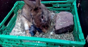 Vlastnosti narození králíka doma a možné problémy